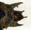 CollectionObject 1502599; 43ad56ea-a6f4-42fe-b1d0-da5b53e27b25: male cerci (paratype). (CollectionObject).
