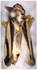 Habitus, dorsal view on Boundarus trimaculatus Li & Wang, 1998: (Observation).