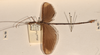 CollectionObject 1558797; cb2dc274-79e3-40d5-9637-7bb0504b9e25: copyright OUMNH. male, lateral view of Necroscia phaetusa (holotype). (CollectionObject).
