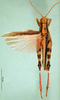 CollectionObject 1502155; e75ae488-6005-4ede-9c84-4f8a575a9ca5: male, dorsal view (paralectotype). (CollectionObject).