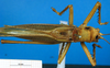 CollectionObject 1502348; 2749878e-1fcb-45f8-8a02-037cee06dce6: male, dorsal view. (CollectionObject).