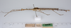 CollectionObject 1560977; ff965729-b76d-4ab9-8a46-f7c1ecbe92c4: copyright ZMUH, Hamburg. male, lateral view (holotype). (CollectionObject).