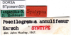 CollectionObject 1500585; 675c7238-0cef-49eb-b65b-a17a5f89c62d, DORSA BTpoeannS01: labels (syntype). (CollectionObject).