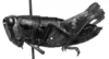 CollectionObject 1564379; 2378aa5d-1ec6-4349-8073-3894d15147ab: Image Carbonell, C.S. [mirror image?]. female, lateral view (paralectotype). (CollectionObject).