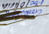 CollectionObject 1576083; 1909b162-5a42-469a-9fb4-e33dfcb32d59: copyright FRCS, Sabah. male: end of abdomen, dorsal view (holotype). (CollectionObject).