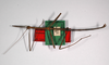CollectionObject 1558347; 233e2e3a-59b8-4308-92ca-eb7f4328a712: copyright ZMHB, Berlin. male, dorsal view (holotype). (CollectionObject).