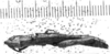 CollectionObject 1567380; a0422d7d-ede2-42a7-b4c4-4dff8e72e5b2: Image, Carbonell, C.S. female, dorsal view (paralectotype). (CollectionObject).