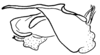 Aleuas paranensis Carbonell, 2008: Fig. 32A. phallic complex without epiphallus, lateral view. (Otu).