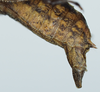 CollectionObject 1583402; dcf4d0cd-59b7-4914-a2fd-cabb8a20d510: male, abdomen tip. (CollectionObject).