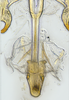 Aedeagus, ventral view: (Observation).