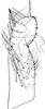 Subgenital plate, ventral view on Asymmetrasca decedens (Paoli, 1932): Subgenital plate. (Observation).