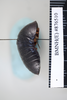 CollectionObject 1573275; 6aa6144f-4438-472d-b44c-97a523ef8355: Copyright NHM, London. Female: lateral view, non-type. (CollectionObject).