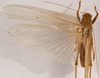 CollectionObject 1534491; 5ecc8c43-e2ff-4876-9ec0-81ab2154ed10: male, dorsal view (syntype). (CollectionObject).