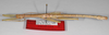 CollectionObject 1576632; 93772d7e-7568-4b9d-8be9-021fcf0a0502: copyright FSCA. male, lateral view (holotype). (CollectionObject).