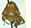 CollectionObject 1532579; 996c6bc6-eb15-4442-a855-386fc761073a: male, frontal view (syntype). (CollectionObject).