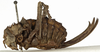 CollectionObject 1530598; 1f32a12e-8289-46a6-af11-da3648c39908: female, lateral view (syntype of Locusta pupaspinosa). (CollectionObject).