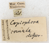 CollectionObject 1576528; a184f736-25c8-4761-803b-8812d12efc46: labels. (CollectionObject).