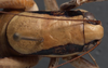 CollectionObject 1505812; 7c290288-cd51-4322-872a-f277a007a54f: male pronotum, dorsal view (holotype of Eupholidoptera kinzelbachi). (CollectionObject).