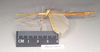 CollectionObject 1560022; NHMUK(SF IMPORT DUPLICATE) 8447890, 24e86c4f-870d-4516-96dc-84b2c0aa334e: copyright Natural History Museum, London. female, lateral view of Necroscia haanii (lectotype). (CollectionObject).