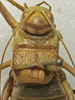 CollectionObject 1535223; 09cc5e7b-8903-4e7c-b433-a600521eb890: male pronotum, dorsal view (lectotype). (CollectionObject).
