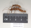 Ommatopseudes harmani (Brock, 1995): copyright Natural History Museum, London. male and female, lateral view (paratypes). (Otu).