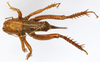 CollectionObject 1586884; 4d0f9f75-7927-4d2f-bfc4-f81e7cfcc38a: female, dorsal view. (CollectionObject).