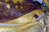 CollectionObject 1500611; 7d35663d-95d8-4a8e-8257-2b1535c543eb, DORSA BTweipraHTM: male, base of left tegmen (holotype). (CollectionObject).