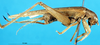 CollectionObject 1537572; b1c17bb6-b8a6-4d1b-bd1c-f113a1cfacfc: female, lateral view (holotype). (CollectionObject).