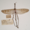 CollectionObject 1556982; b3054bbd-c97b-4afa-81da-59277c4faaf5: copyright South Australian Museum, Adelaide. Acrophylla nubilosa male (holotype). (CollectionObject).