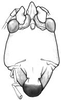 Erioloides longinoi Naskrecki & Cohn, 2000: male head, frontal view. (Otu).