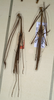 CollectionObject 1558380; NMW 927, 3e8c8117-c938-4328-a739-abcf6da1c44e: copyright NMW, Vienna. male of synonym Diardia semilobata (lectotype / paralectotype). (CollectionObject).