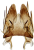 Subgenital plate: Subgenital plate. (Observation).