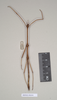 CollectionObject 1559510; NHMUK(SF IMPORT DUPLICATE) 844644, f79226dd-9d63-4f9b-9370-b210d5e0ca2f: copyright Natural History Museum, London. male, Dixippus sodalis (holotype). (CollectionObject).