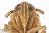 Head: !! display not done !! on Pareuidella weedi (Van Duzee, 1897): (Observation).