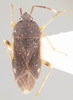 CollectionObject 1595112; 540c9e6c-5719-42f8-9444-8de06c5cbe02: Cistalia neotropicalis HOLOTYPE (NMNH) - (CC BY-NC 3.0) - Photo by Pablo M. Dellapé with permission from the National Museum of Natural History (NMNH), Smithsonian Institution, Washington, D.C. (CollectionObject).