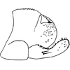 Pygofer, lateral view on Arboridia (Arboridia) huajiangensis Jiang, Luo & Song, 2021: (Observation).