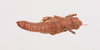 CollectionObject 1518673; 8a833853-a40b-45c9-8905-964821797bc7, NHMUK015982467: female, dorsal view (holotype). (CollectionObject).