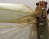 CollectionObject 1505921; 212c9be8-9249-49f9-aa73-0a3ef4899557: male, dorsal view (syntype). (CollectionObject).