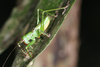 FieldOccurrence 3520; 9effd389-b0e0-4a0c-9749-b9ea3e8c027f; Brazil: Rio de Janeiro
Teresópolis, Parque Nacional da Serra dos Órgãos. Sede, 2019/08/09-2019/08/11
Pedro Souza-Dias, Adriano Siqueira, João Lima: immature. (FieldOccurrence).