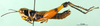 CollectionObject 1567411; c9a769f5-f6ff-4235-ae93-03d9b5b00823: male, lateral view (syntype). (CollectionObject).