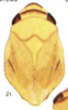 Habitus, dorsal view on Clastoptera flavicollis Fitch, 1851 now Clastoptera proteus Fitch, 1851: (Observation).