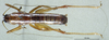 CollectionObject 1537865; 9a0e514d-fcc3-476c-822b-c07056205a23: male, dorsal view. (CollectionObject).