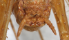 CollectionObject 1531189; 9dc3a644-bff8-4e2c-8ce5-2abb23df0406: male abdomen tip, ventral view (holotype). (CollectionObject).
