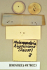 Drymaplaneta heydeniana (Saussure, 1864): Lectotype, male, labels, reverse. BMNH(E)#878023. (Otu).