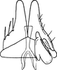 Subgenital plate: Subgenital plate. (Observation).