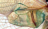 CollectionObject 1504161; 1ff01194-cd69-40ee-aae0-19a7ef2863f0: male left mirror area (holotype). (CollectionObject).