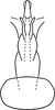 Aedeagus, ventral view on Erythridula dunni (Hepner, 1976): Aedeagus (paratype), ventral view. (Observation).