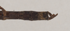 CollectionObject 1559006; NHMUK(SF IMPORT DUPLICATE) 845238, cb4f115d-0146-42f4-a5ad-e2e1320941bd: copyright Natural History Museum, London. male: end of abdomen, dorsal view (syntype). (CollectionObject).