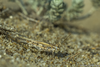 CollectionObject 1578752; 6b01a4fe-19da-4231-800c-fffcc9d6e771: male (BG: Novo Oryahovo). (CollectionObject).