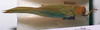 CollectionObject 1566246; f81f25c3-7634-4fd8-bfe3-96a7ec1145a3: female, dorsal view (paratype). (CollectionObject).